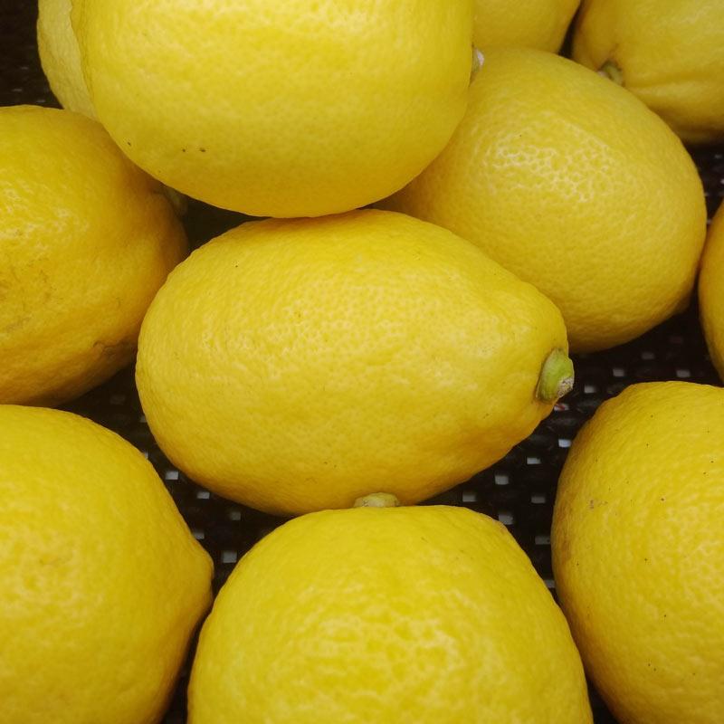 Detail Foto Jeruk Lemon Nomer 18