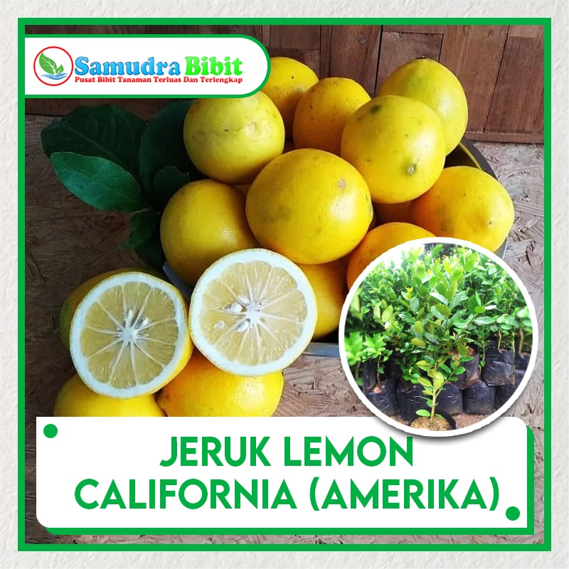 Detail Foto Jeruk Lemon Nomer 31