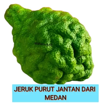 Detail Foto Jeruk Purut Nomer 51