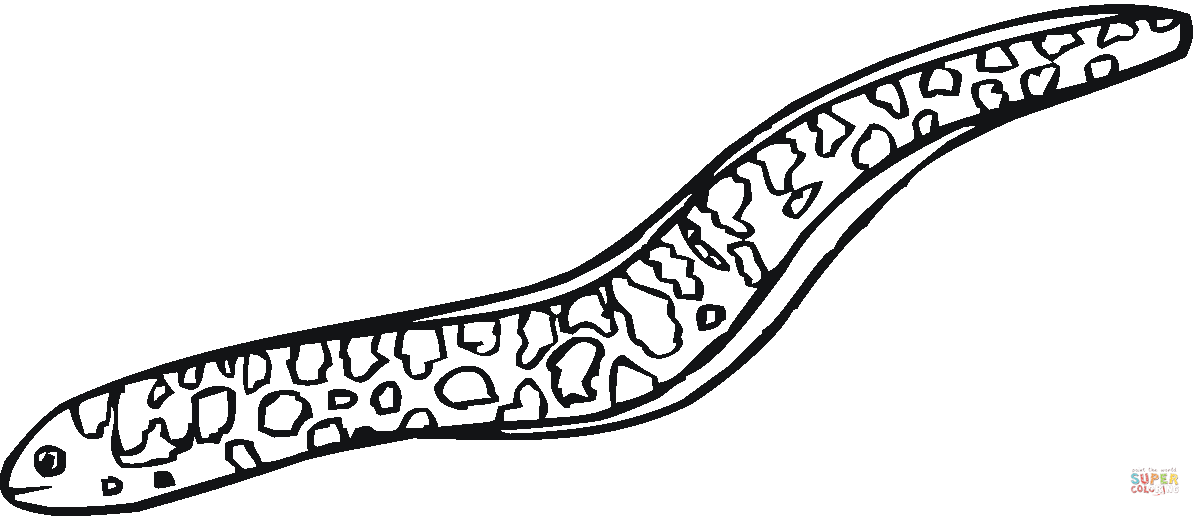 Detail Murene Electrique Nomer 4