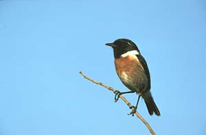 Detail Singvogel Mit Roter Brust Nomer 2