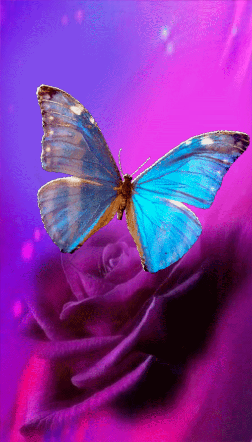Detail Gif Wallpaper Butterfly Nomer 39