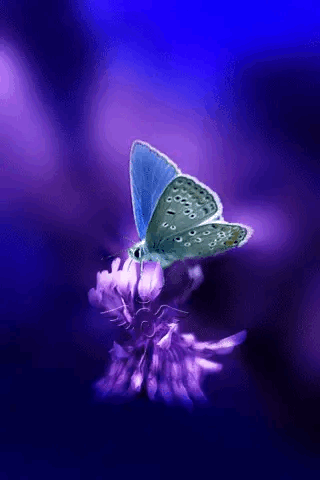 Detail Gif Wallpaper Butterfly Nomer 9