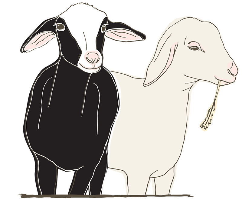 Detail Goat Kartun Nomer 19