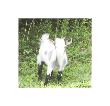Detail Goat Kartun Nomer 39