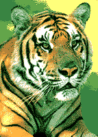 Detail Harimau Animasi 3d Nomer 45