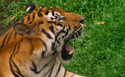 Detail Harimau Sumatera Kartun Nomer 7