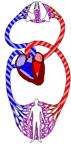 Detail Heart Circulation Gif Nomer 15