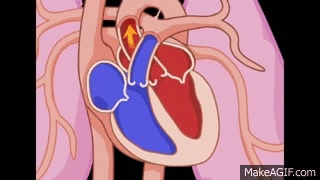 Detail Heart Circulation Gif Nomer 43