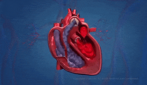 Detail Heart Circulation Gif Nomer 6