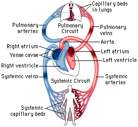 Detail Heart Circulation Gif Nomer 44