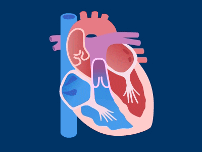 Detail Human Heart Gif Nomer 13