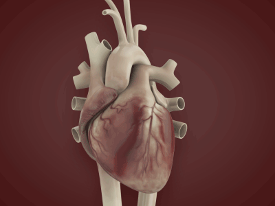 Detail Human Heart Gif Nomer 22