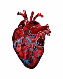 Detail Human Heart Gif Nomer 48