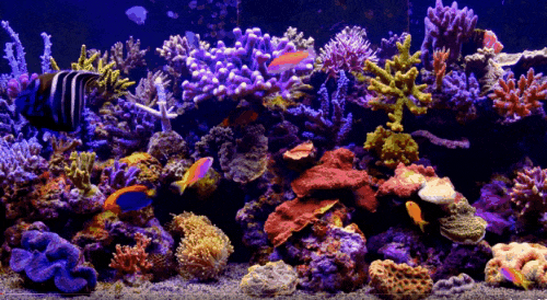 Detail Ikan Bergerak Nomer 38