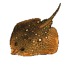 Ikan Pari Animasi - KibrisPDR