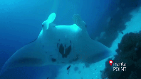 Detail Ikan Pari Animasi Nomer 2