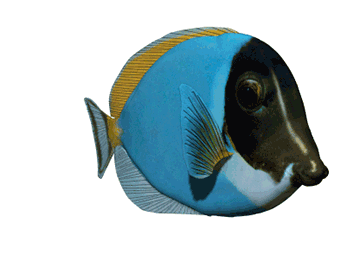 Detail Ikan Pari Animasi Nomer 50