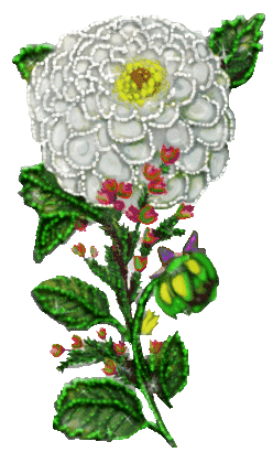 Detail Kartun Bunga Nomer 29