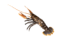 Detail Kartun Kepiting Nomer 11