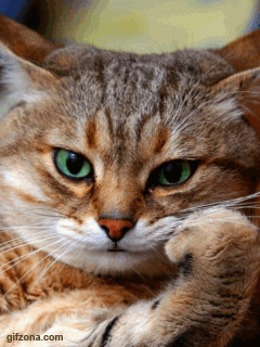 Detail Kartun Kucing Lucu Nomer 46