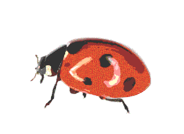 Detail Kartun Kumbang Nomer 33