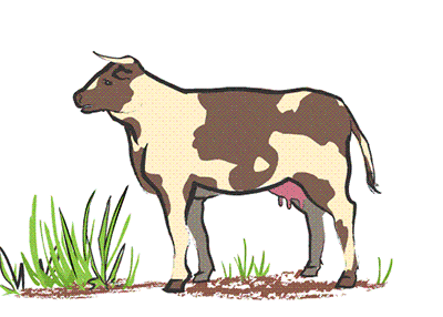 Detail Kartun Sapi Nomer 51