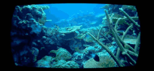Detail Kartun The Reef Nomer 39