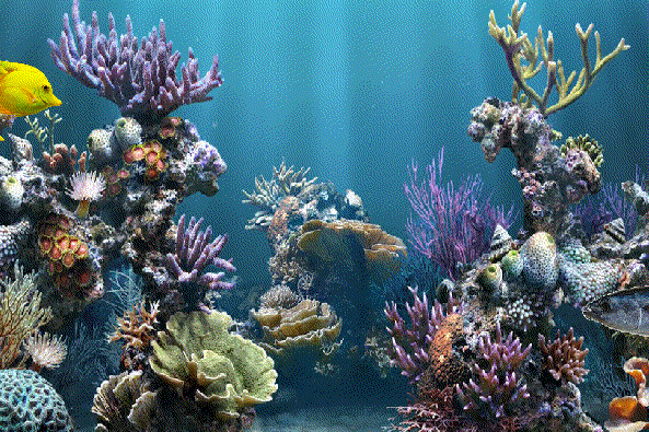 Detail Kartun The Reef Nomer 41
