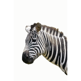 Detail Kartun Zebra Nomer 43