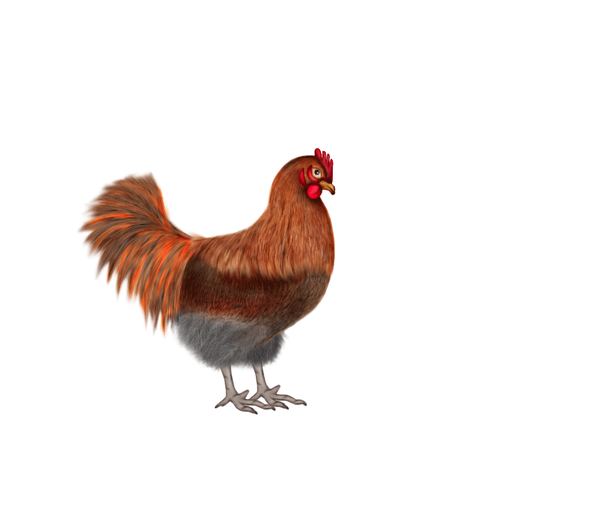 Kepala Ayam Kartun - KibrisPDR