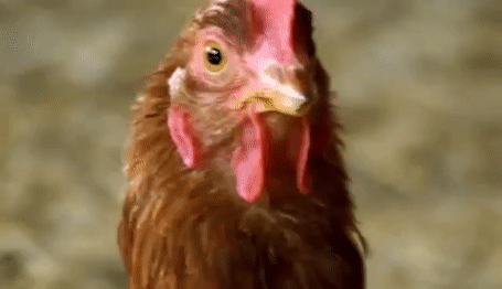Detail Kepala Ayam Kartun Nomer 31