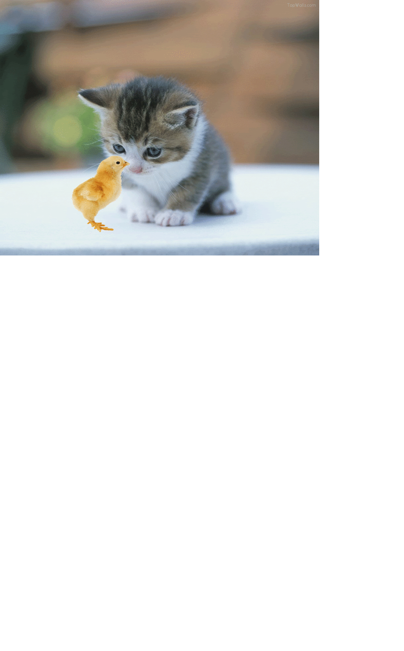Detail Kucing Animasi Nomer 8