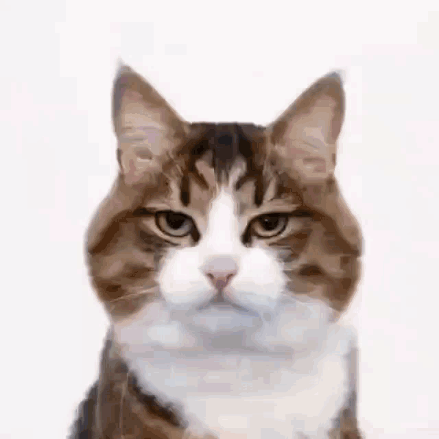 Kucing Gif Lucu - KibrisPDR
