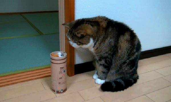 Detail Kucing Lucu Animasi Nomer 18