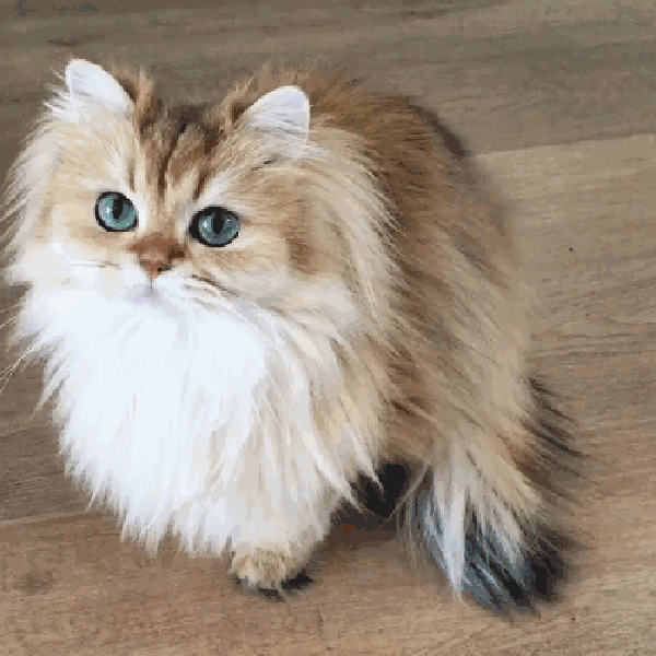 Detail Kucing Lucu Animasi Nomer 20