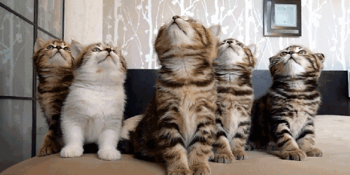 Detail Kucing Lucu Animasi Nomer 27