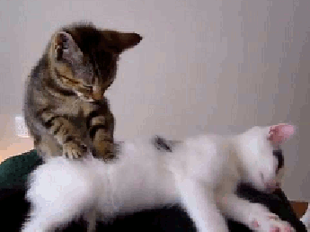 Detail Kucing Lucu Animasi Nomer 28