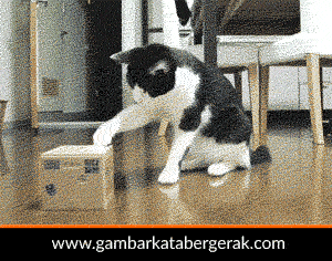 Detail Kucing Lucu Animasi Nomer 31