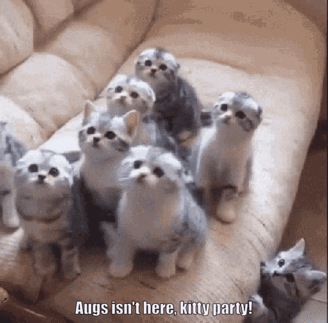 Detail Kucing Lucu Animasi Nomer 37