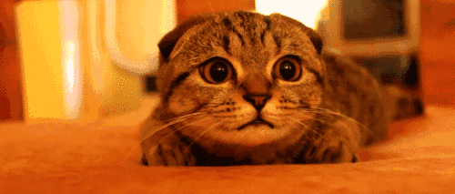 Detail Kucing Lucu Animasi Nomer 47
