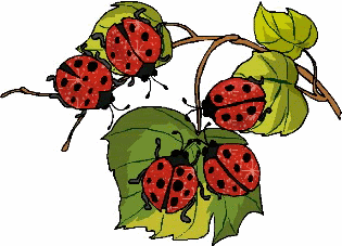 Detail Ladybug Kartun Nomer 19
