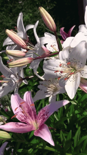 Detail Lily Flower Gif Nomer 16