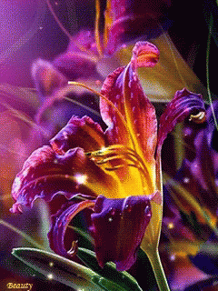 Detail Lily Flower Gif Nomer 3
