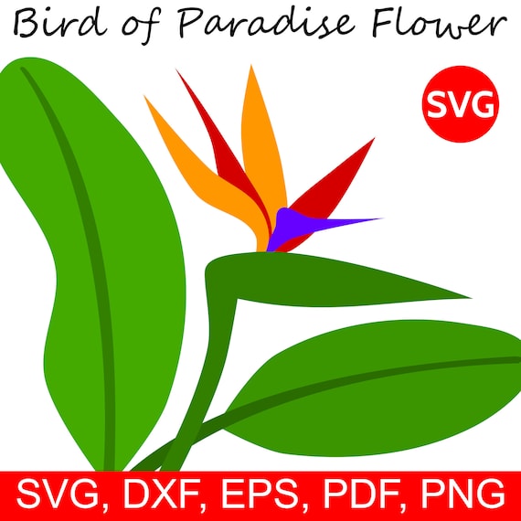 Detail Bunter Paradiesvogel Nomer 13