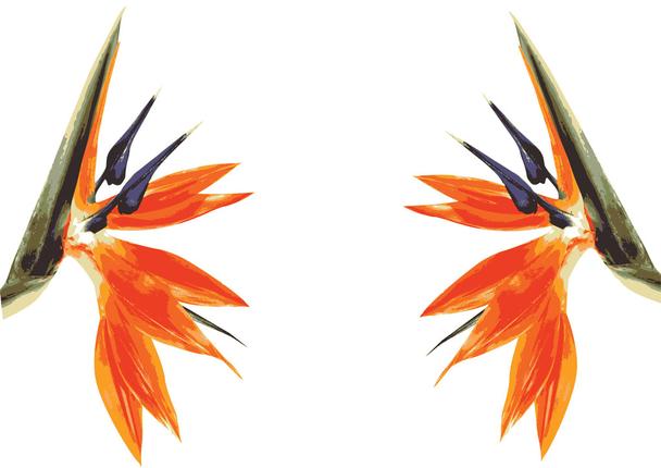 Detail Bunter Paradiesvogel Nomer 18