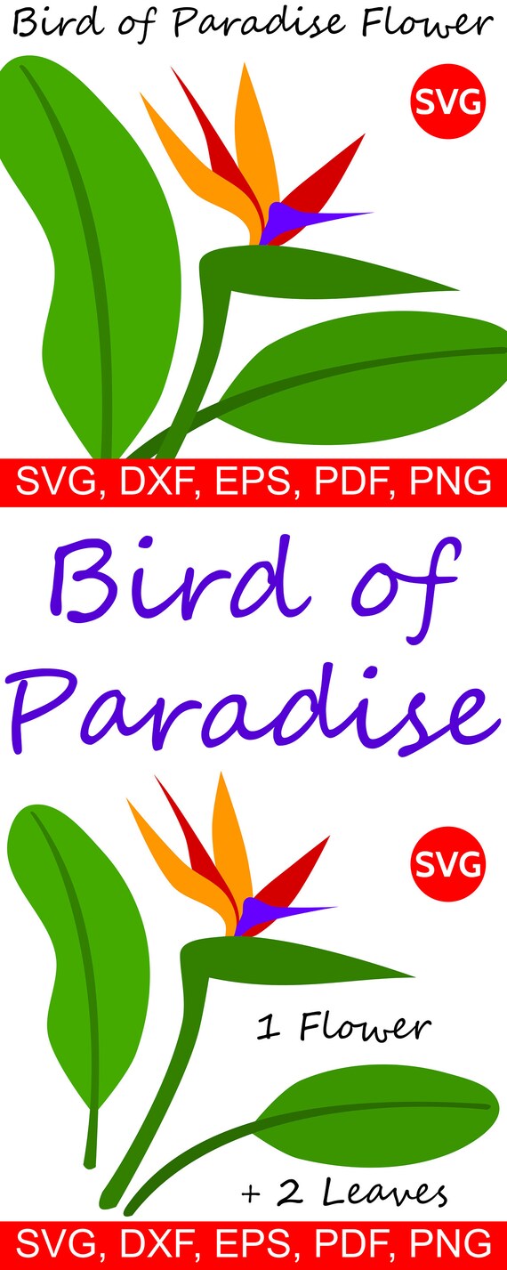 Detail Bunter Paradiesvogel Nomer 26