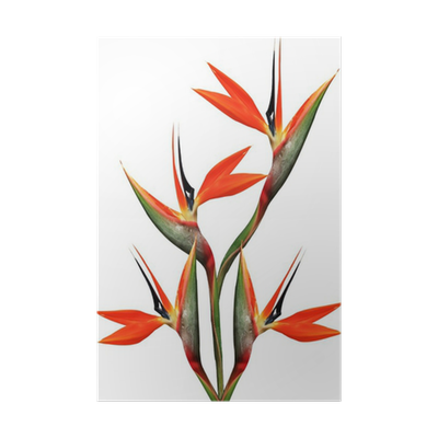 Detail Bunter Paradiesvogel Nomer 27