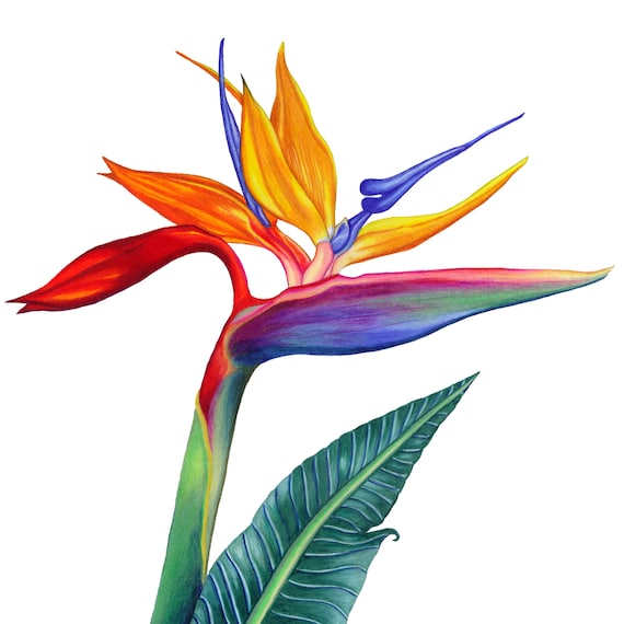 Detail Bunter Paradiesvogel Nomer 7