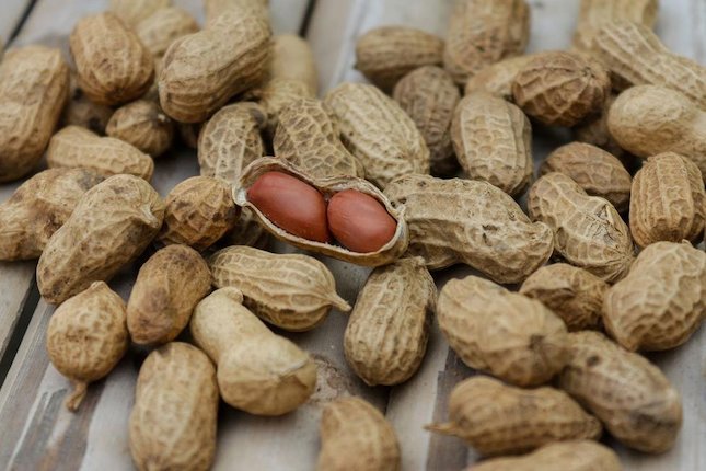 Foto Kacang Tanah - KibrisPDR